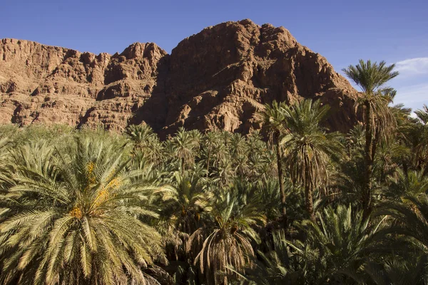 Palm Trees Looking Up At Rocky Mountain — Stock Photo, Image