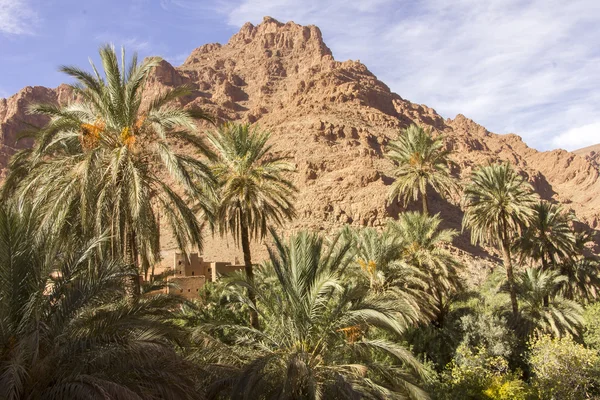 Rocky Mountain Of Todgha Gorge From Tinghir Oasis — Stock Photo, Image