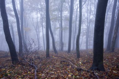 Sonbaharda sisli orman