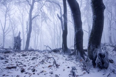 Kışın sisli orman