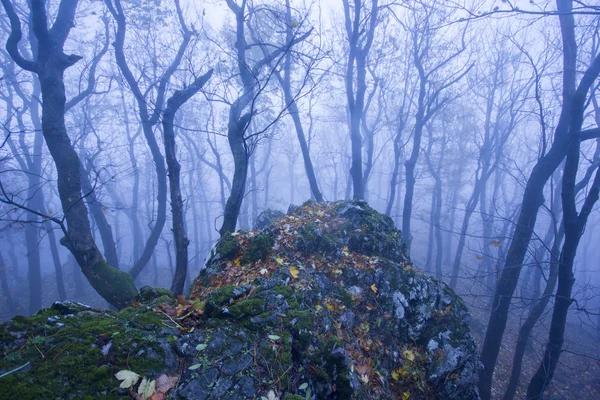 Foggy forest in autumn — Stock Photo, Image