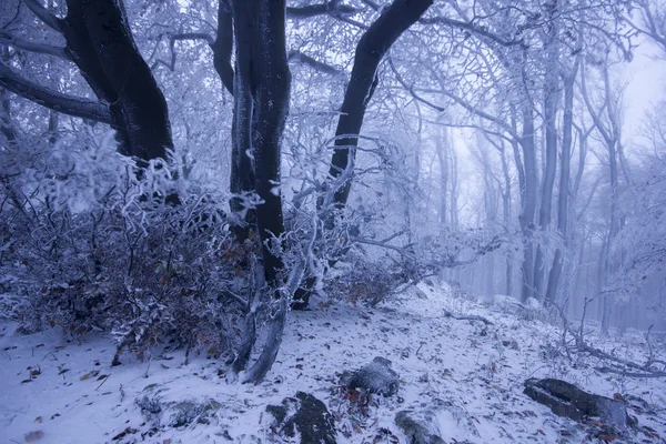 Floresta nebulosa no inverno — Fotografia de Stock