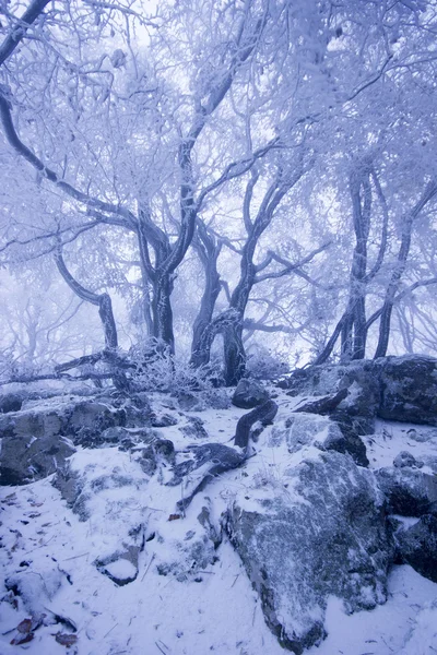 Foresta nebbiosa in inverno — Foto Stock