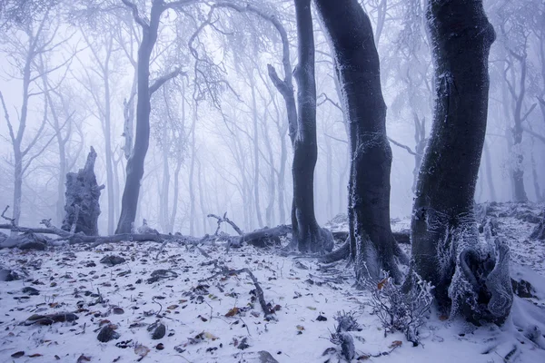 Bosque brumoso en invierno — Foto de Stock