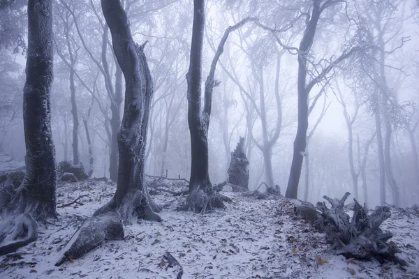 Foresta nebbiosa in inverno — Foto Stock