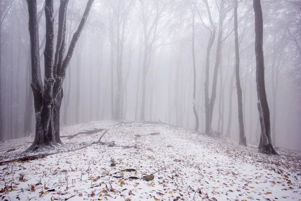 Foresta nebbiosa in inverno — Foto Stock