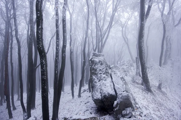 Foresta nebbiosa in inverno — Foto Stock