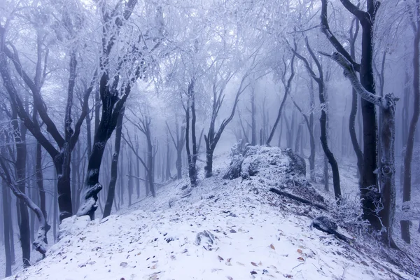 Floresta nebulosa no inverno — Fotografia de Stock