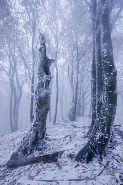 Floresta nebulosa no inverno — Fotografia de Stock