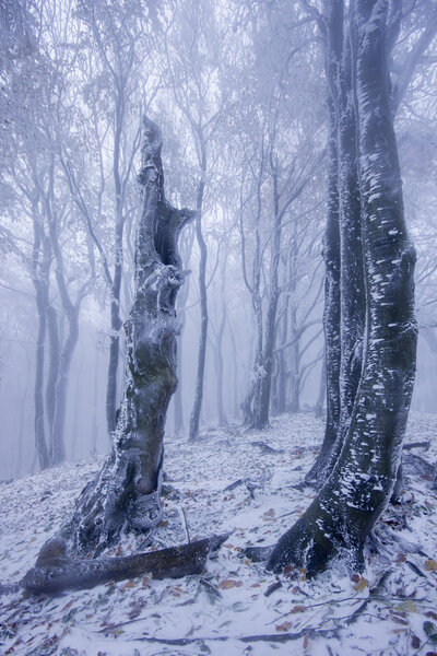 Magic beautiful misty forest in winter or autumn season