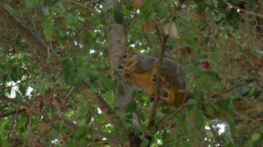Dev sincap Kaliforniya 'da ağaçta fındık yiyor.
