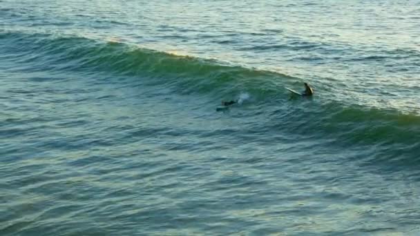 Hermosa Beach Califórnia EUA - Janeiro 2020 Pessoas Aprendendo a surfar nas ondas do oceano Pacífico — Vídeo de Stock