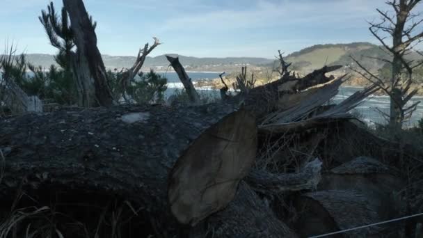 Piont Lobos natursköna landskap i Big Sur kusten av Stilla havet — Stockvideo