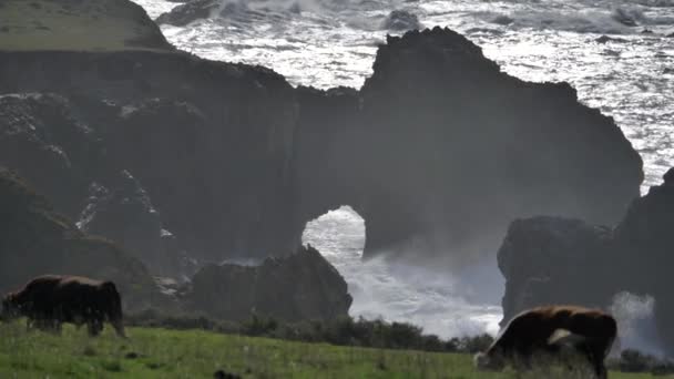 Arch malownicze krajobrazy Big Sur wybrzeża Pacyfiku ocean dzika krowa — Wideo stockowe