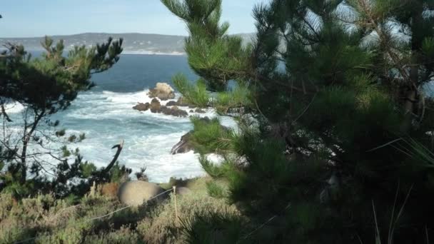 Árbol de pino cámara lenta Piont Lobos paisajes escénicos de la costa Big Sur del océano Pacífico — Vídeo de stock