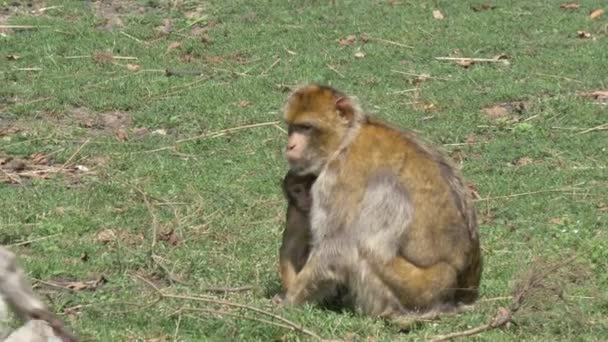 Baby Monkey playing on the grass — Stock Video