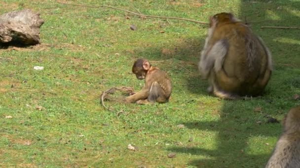 Baby Monkey playing next to Mom — Stock Video