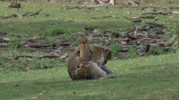 Baby Monkey on Moms back — ストック動画