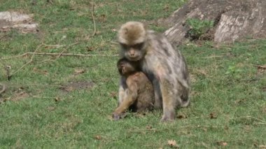 Bebek Maymun annesiyle oynuyor.