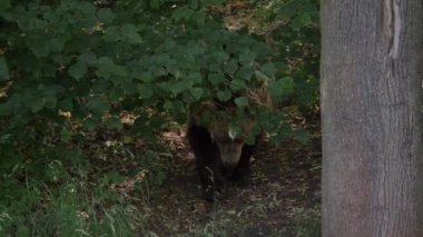 Ormandan gelen kahverengi ayı.