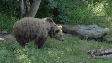Ormanda yiyecek arayan kahverengi ayı.