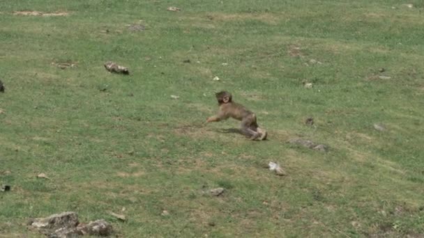 Scimmia bambino in esecuzione sul campo verde — Video Stock