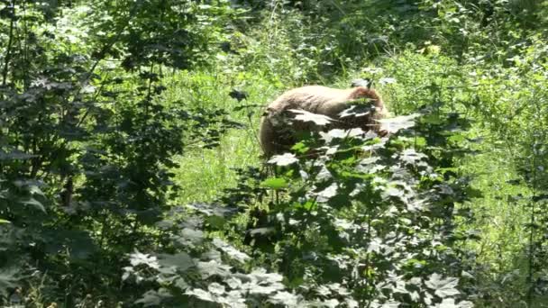 Brown bear in the forest — Stock Video