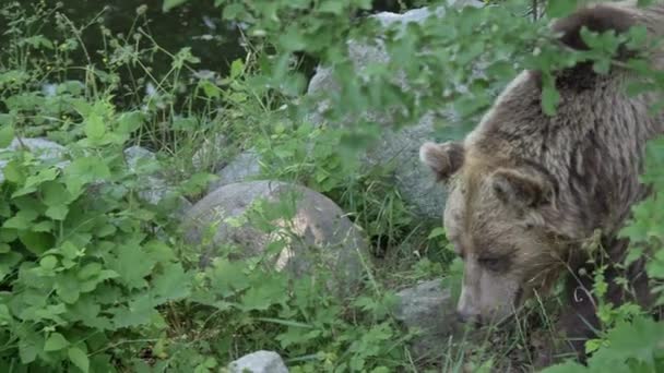 Brown bear in the forest close to river or lake — Stock Video