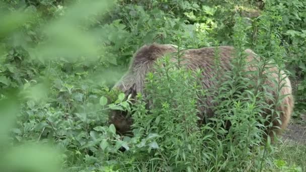 Brown bear in the forest looking for food — Stock Video