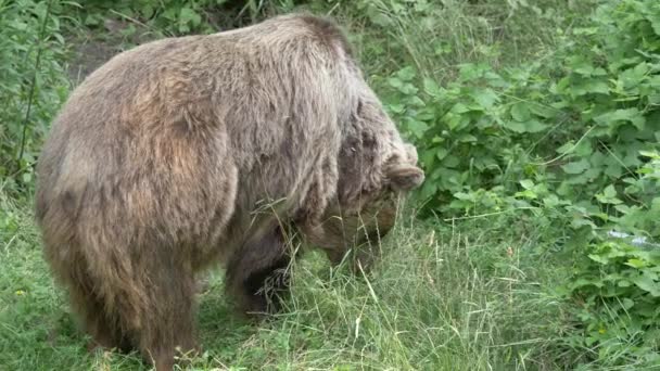 Brown bear in the forest — Stock Video