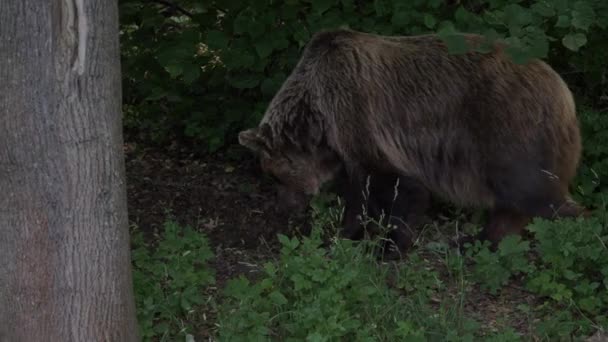 Brown bear in the forest bushes — Stock Video