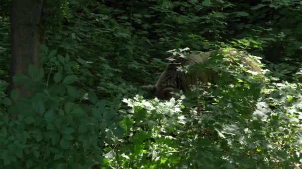 Brown bear in the forest bushes — Stock Video