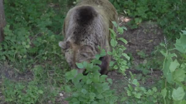 Brown bear in the forest slow motion — Stock Video