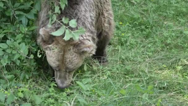 Brown bear in the forest sniffing grass — Stock Video