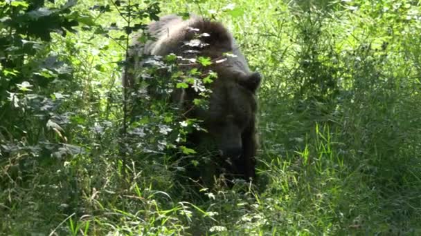 Brun bjørn i skoven tæt på – Stock-video