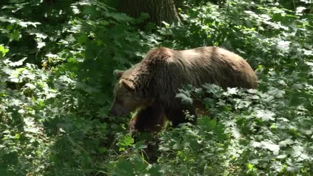 Brown bear in the forest walking — Stock Video