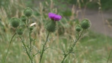 Süt devedikeni ve arı yavaş çekimde kapanır
