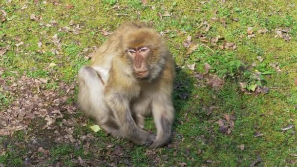 Engraçado olho de macaco flertar close up retrato — Vídeo de Stock