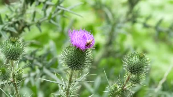 Cardo mariano y abeja en cámara lenta — Vídeo de stock