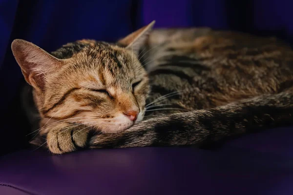 Chat Endormi Sur Pouf Crépuscule — Photo