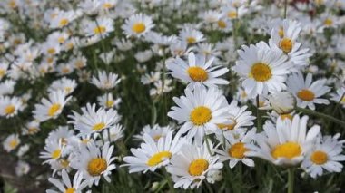 Beyaz papatyalar. Rüzgarda sallanan beyaz bir çiçek tarlası.