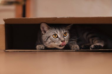 Siyah ve beyaz bir tekir kedi yerdeki bir karton kutuya tırmandı ve içinde oynaştı..