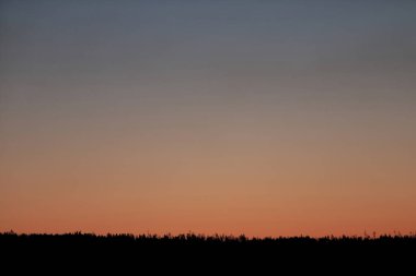 Açık gün doğumu ya da gün batımı gökyüzü pürüzsüz bir renk değişimiyle. Ormanın karanlık siluetleri.