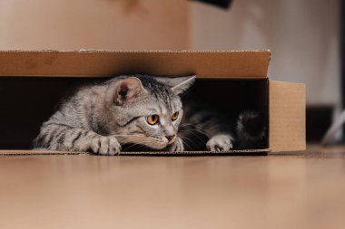 Siyah ve beyaz bir tekir kedi yerdeki bir karton kutuya tırmandı ve içinde oynaştı..