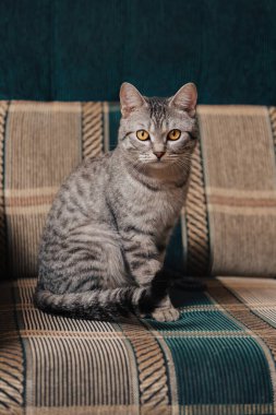 Turuncu gözlü siyah beyaz tekir kedi. Kedi bir koltukta ya da koltukta oturuyor..
