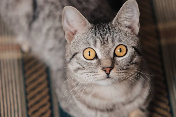 Schwarz Weiß Gestromte Katze Mit Orangen Augen Die Katze Liegt — Stockfoto