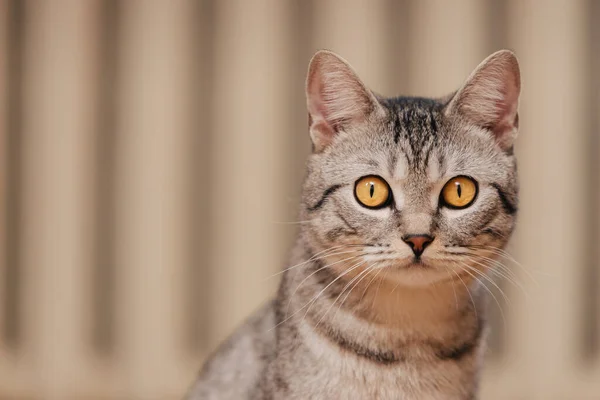 Ασπρόμαυρη Tabby Γάτα Πορτοκαλί Μάτια — Φωτογραφία Αρχείου