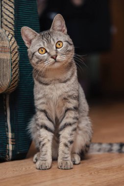 Turuncu gözlü siyah beyaz tekir kedi. Kedi bir kanepenin ya da sandalyenin yanında yerde oturuyor..