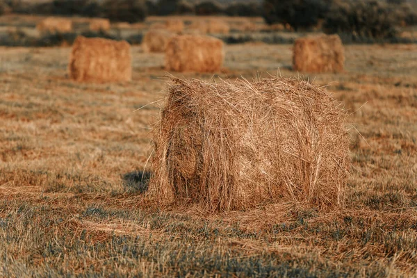 Rotoli Fieno Sono Sdraiati Sul Campo — Foto Stock