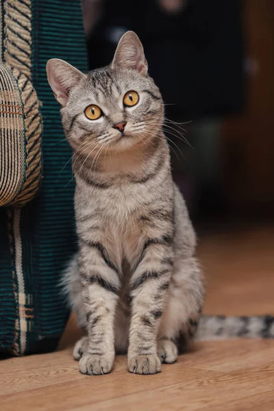 Schwarz Weiß Gestromte Katze Mit Orangen Augen Die Katze Sitzt — Stockfoto